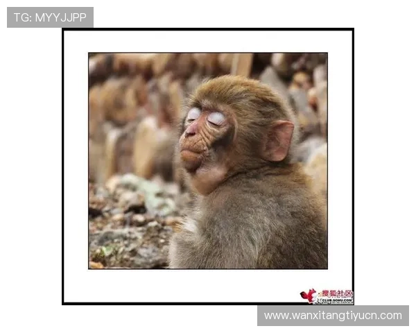 kaiyun体育平台功能详解及使用指南，帮助用户轻松享受专业体育服务